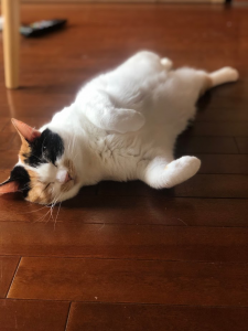 へそ天