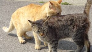 猫の挨拶